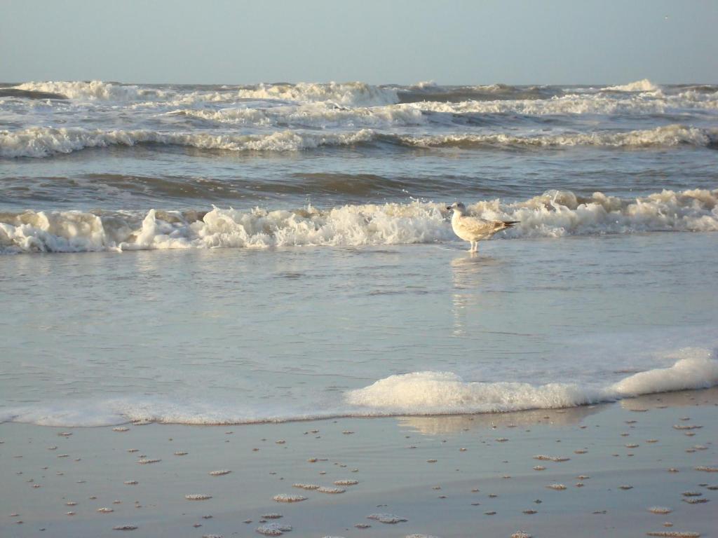Hotel Rasch Bergen aan Zee Zewnętrze zdjęcie
